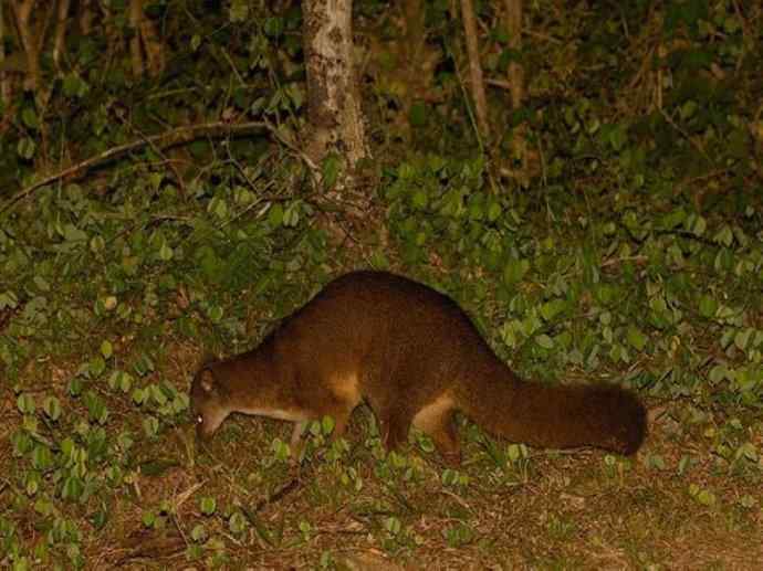 犬科:犬亚科犬属之西门豺、侧纹豺(胡狼类) 犬科:犬亚科犬属之西门豺、侧纹豺(胡狼类)