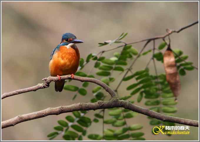 今年冬天的鸟儿有点少【照片】