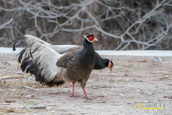 玄中古寺拍鈥満致恚Γ┾