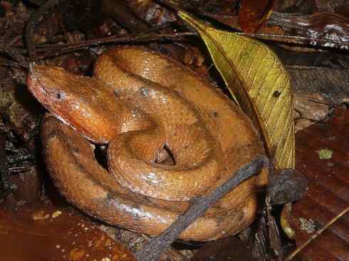 龙：传说的兽原型探秘（响尾蛇类）