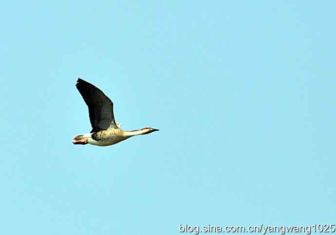 上庄水库的收获（鸿雁）2