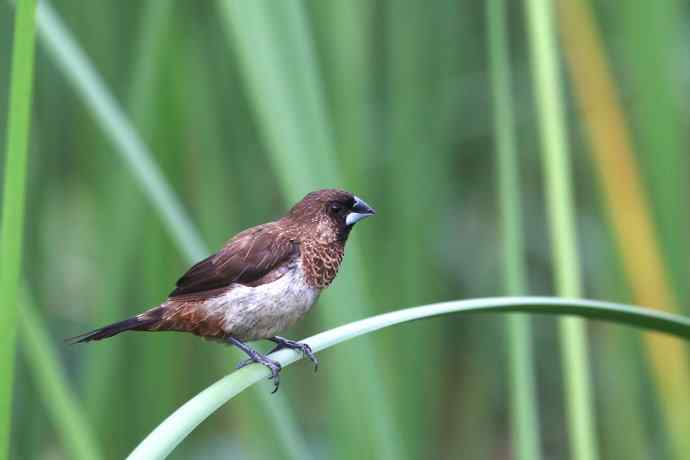 摄鸟拾趣（十） wbr白腰文鸟