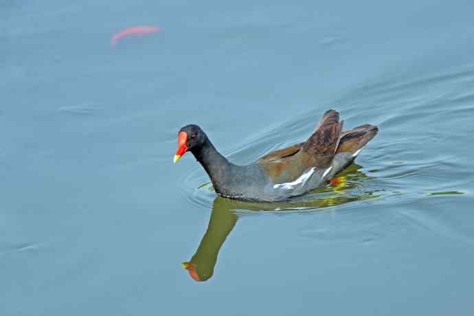 北京将府公园的鸟类——黑水鸡