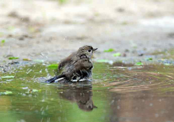 浴（红喉姬鹟）