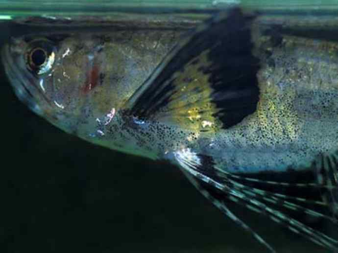 鱼类活化石：齿蝶鱼