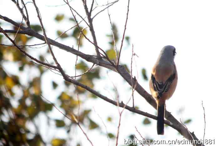 崇明东滩湿地公园十一月鸟况-望远镜打鸟
