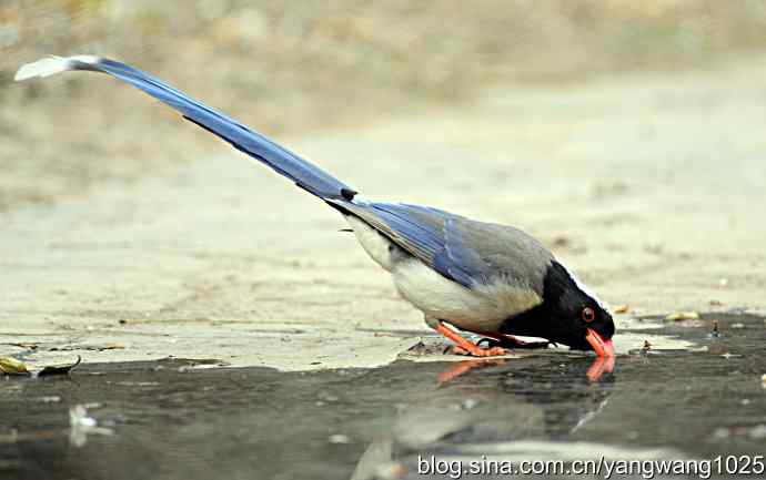 红嘴蓝鹊 红嘴蓝鹊