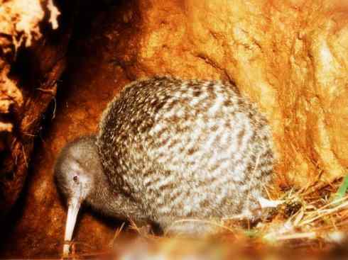 猎奇：十大奇异鸟类