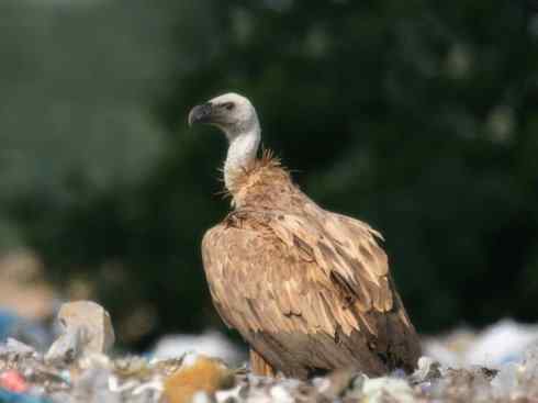 另类鸟类建筑师之一（白鹳、秃鹳）