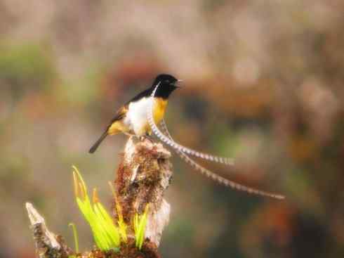 美丽无罪:雀鸟之极乐鸟 美丽无罪:雀鸟之极乐鸟