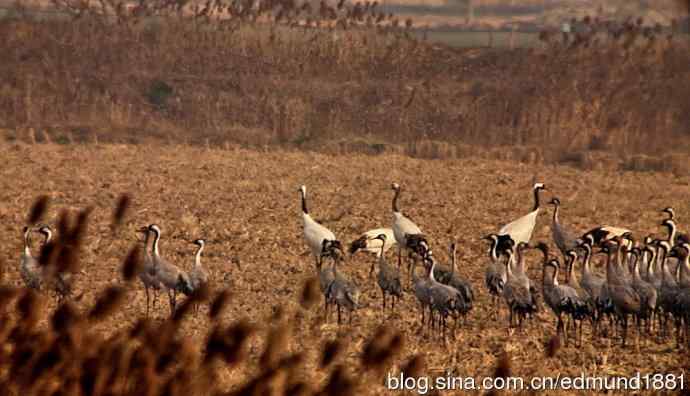 野外的珍禽丹顶鹤-穷人大炮及望远镜拍摄
