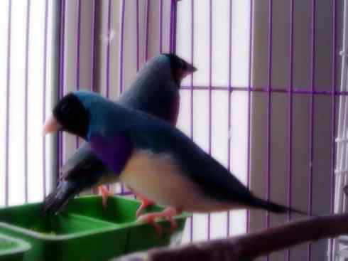 家禽驯化之源之十七