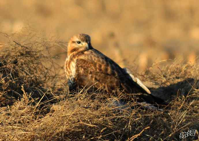 官厅水库&nbsp;wbr路&nbsp;wbr毛脚鵟