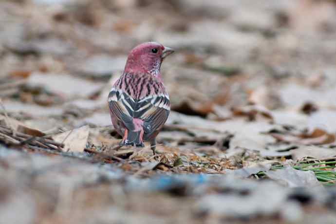 【新鸟】朱雀迎春