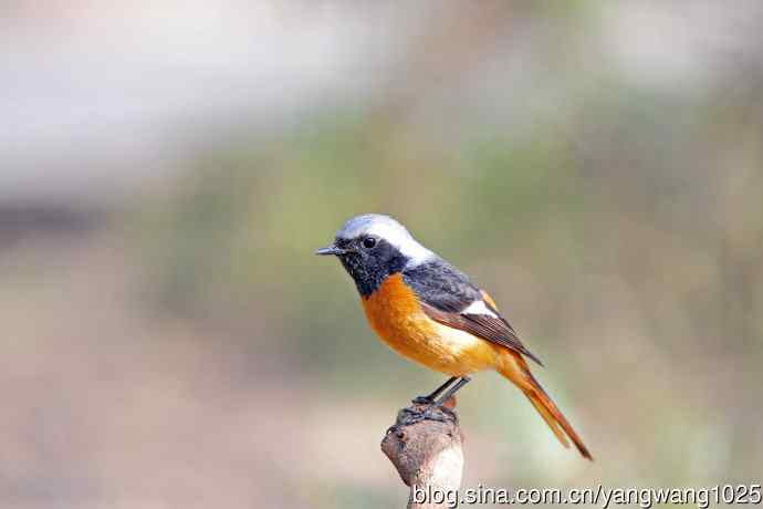 雄性北红尾鸲（31）