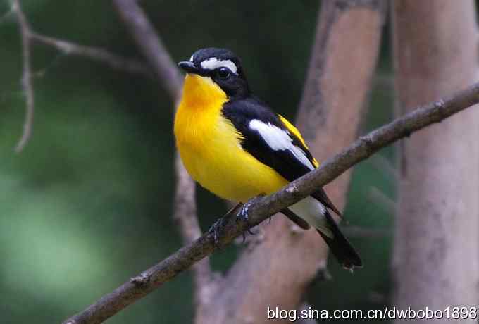 植物园六月的花鸟