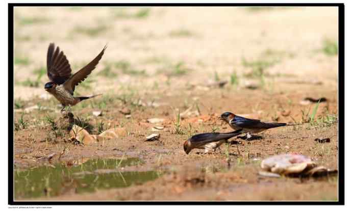 金腰燕衔泥筑巢