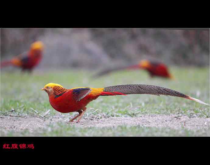 雄雉于秦 wbr下上其音