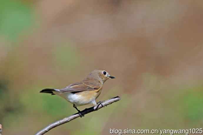 秋天的红喉姬鹟（7）
