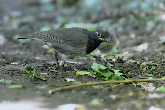 【新鸟】黑胸鸫和乌灰鸫