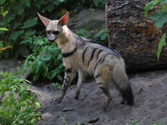 犬科:犬亚科犬属之西门豺、侧纹豺(胡狼类) 犬科:犬亚科犬属之西门豺、侧纹豺(胡狼类)