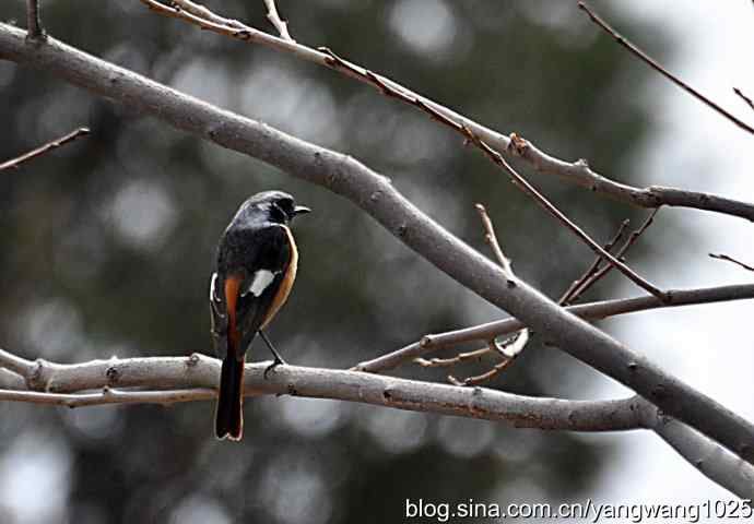 再拍北红尾鸲 再拍北红尾鸲