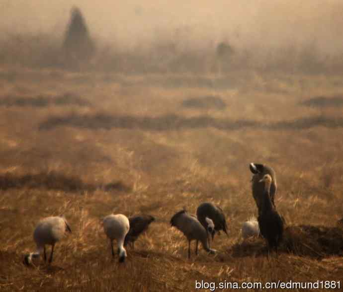 野外的珍禽丹顶鹤-穷人大炮及望远镜拍摄