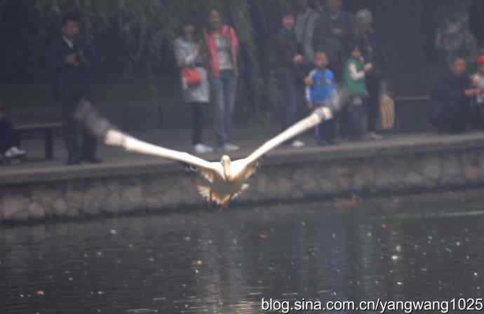 雨前、雾中拍水禽（十月十日杂片纪实）
