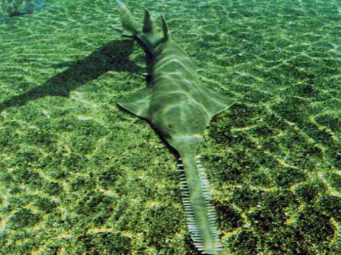 鱼类活化石:锯鳐 鱼类活化石:锯鳐