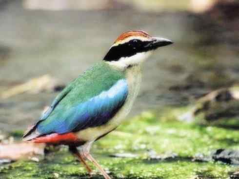 美丽无罪：雀鸟之八色鸫