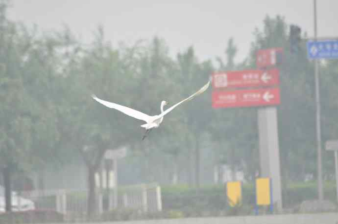 奥林匹克公园白鹭飞 wbr1