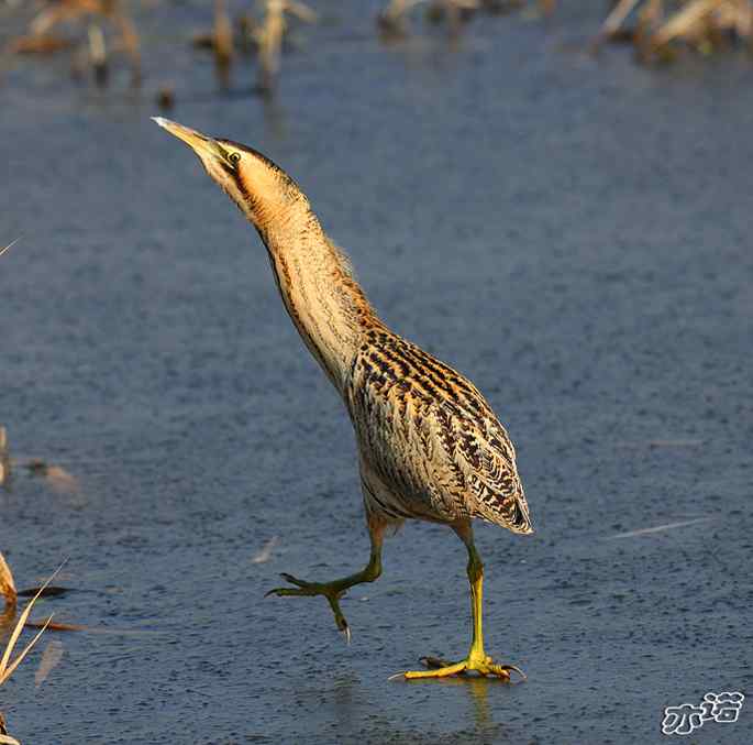 圆明园&nbsp;wbr路&nbsp;wbr大麻鳽