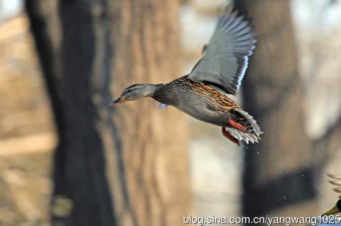 降落瞬间的绿头鸭（习作）1