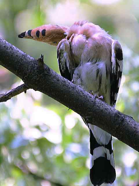 戴胜开冠数毛（鸟儿为悦己者容）