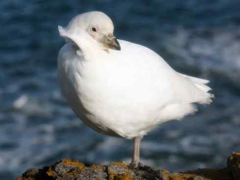 奇特的盔：白鞘嘴鸥