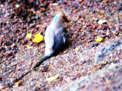 猎奇：十大奇异鸟类