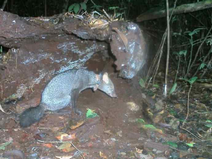犬科：犬亚科小耳犬属的小耳犬