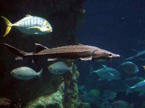 鱼类活化石：中华鲟