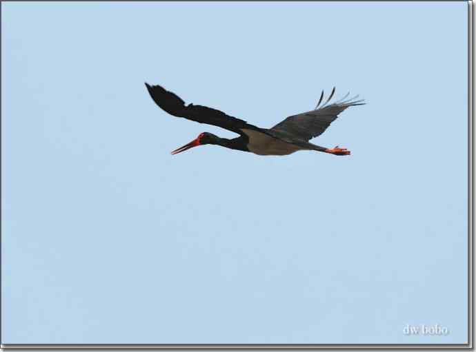 巧遇黑鹳 巧遇黑鹳