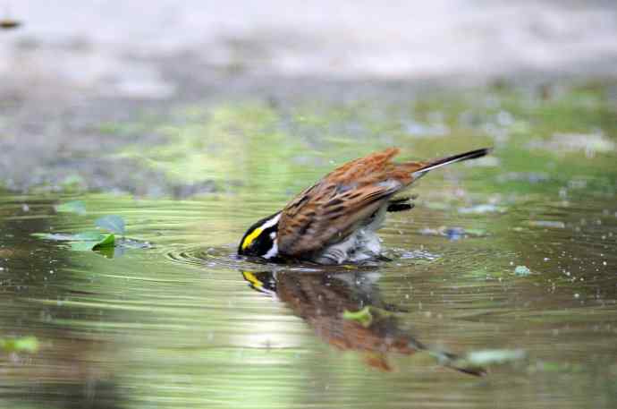 北京天坛公园的鸟类——黄眉鹀（7）
