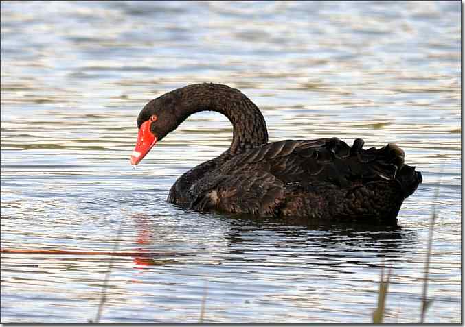  点击图片或使用键盘← →翻页