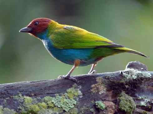 极品红色鸟类:玫红比蓝雀 极品红色鸟类:玫红比蓝雀