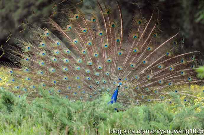 蓝孔雀(开屏) 蓝孔雀(开屏)