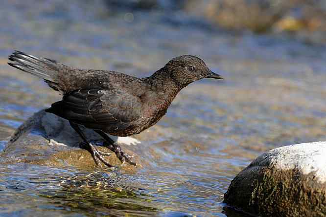 房山十渡(褐河乌)