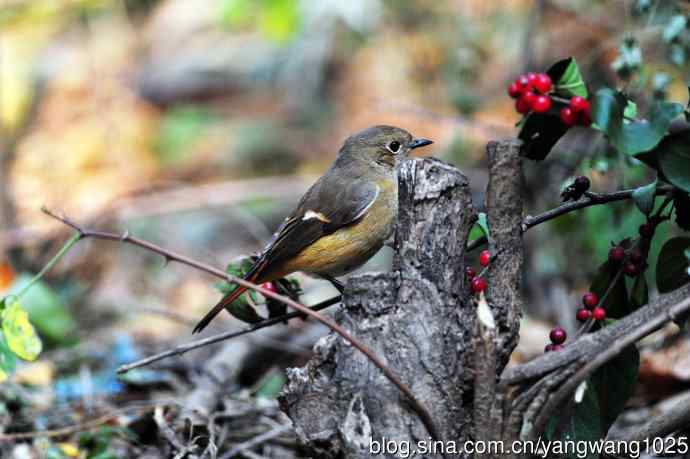 雌性北红尾鸲与红豆