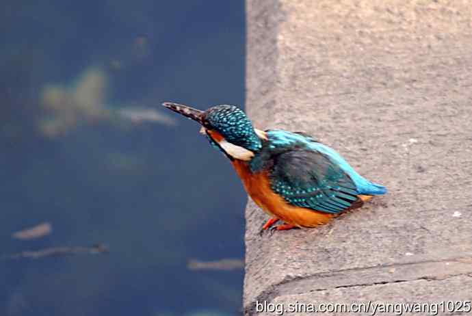 数九寒天我拍到了翠鸟