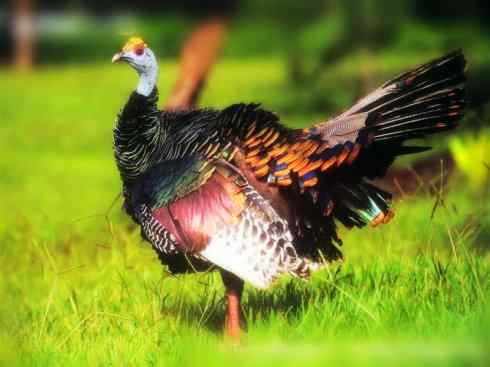 奇特的盔：眼斑吐绶鸡