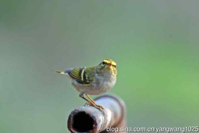 黄腰柳莺(22) 黄腰柳莺(22)