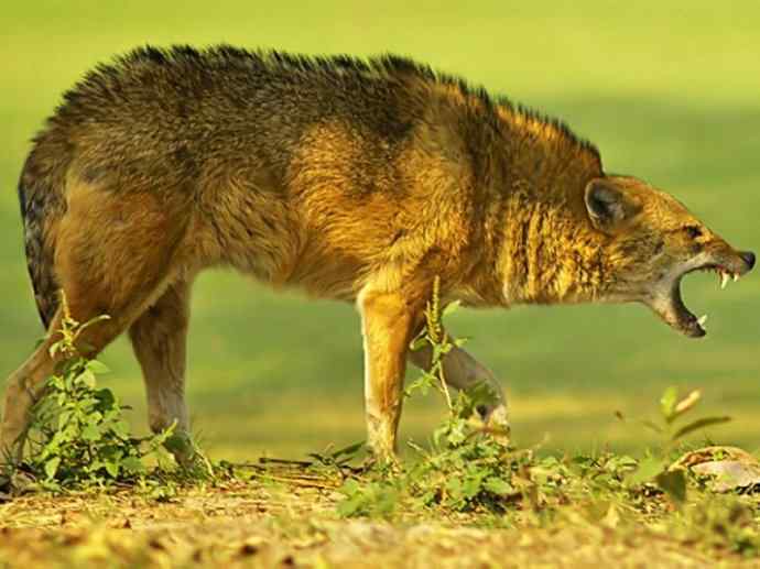 犬科：犬亚科犬属之金豺、黑背豺（胡狼类）