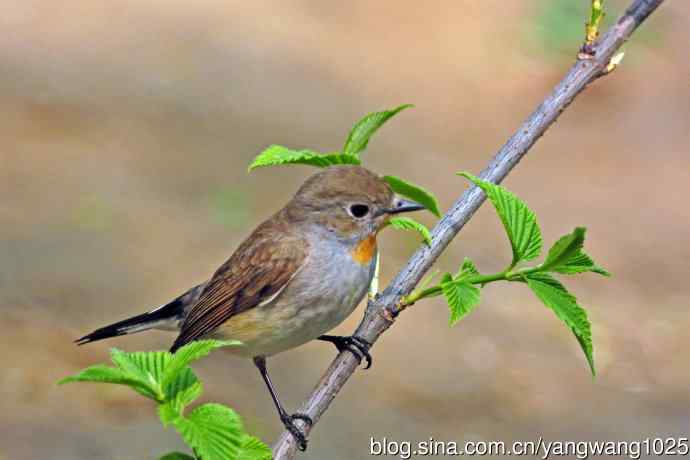 北京天坛公园的鸟类——雄性红喉姬鹟（15）